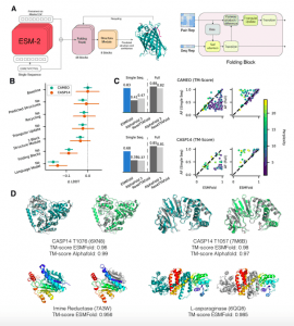 ESMFold enables accurate protein structure prediction from a single sequence.