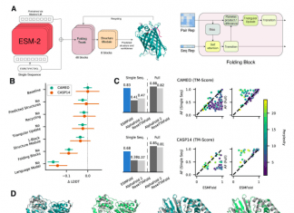 Meta’s AI Protein Structure Prediction Model ‘ESMFold’ Predicts as Accurately and 6x Faster than AlphaFold2 ESMFold enables accurate protein structure prediction from a single sequence.