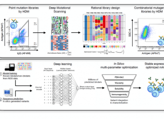 Modeling New Mutational Spaces with Machine Learning identify promising antibody mutations in deep sequencing datasets