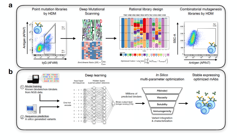 Implementing deep learning to predict antibody target specificity