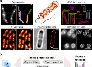 DeepBacs: A Deep Learning Approach to Analyze Bacterial Microscopy Images bacterial microscopy