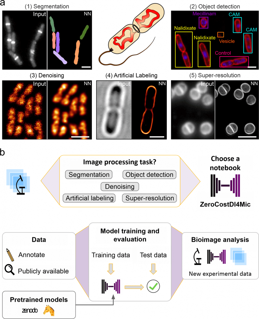 bacterial microscopy