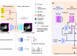 Self-supervised Deep Learning Algorithm “Cytoself” Provides High-Resolution Features of Protein Subcellular Localization Self-supervised-deep-learning-of-protein-subcellular-localization-with-cytoself