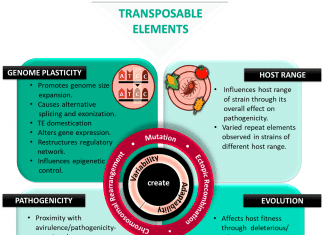 UCI Scientists Track Transposable Elements ‘Parasitic Genes’ in the Search for Disease Treatments Phytopathogen evolution is shaped by transposable elements