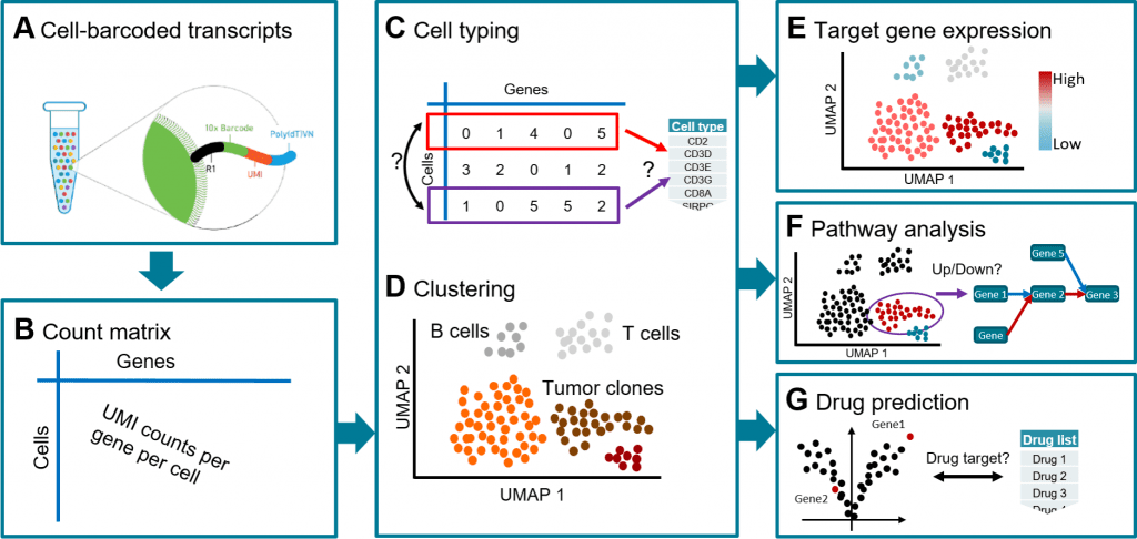 Overview of the workflow implemented in scAmpi for scrna seq analysis