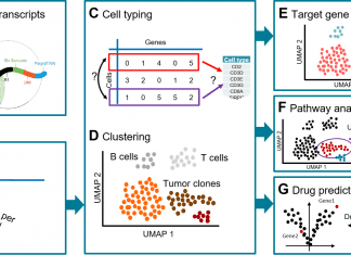 Scientists Developed a Versatile Pipeline ‘scAmpi’ for Single-cell RNA-seq Data Analysis from Basics to Clinics Overview of the workflow implemented in scAmpi for scrna seq analysis