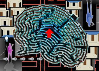 Decoding Scene Prediction by the Human Brain and its Confidence During Virtual Reality Maze Exploration Virtual reality scenes predicted by human subjects during maze navigation