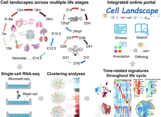 Scientists Construct a Single-cell Level Cross-species Cell Landscape by Integrating Over 2.6 Million Single Cells Single-cell Level Cross-species Cell Landscape Constructed Using scRNAseq