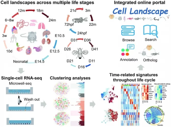 Single-cell Level Cross-species Cell Landscape Constructed Using scRNAseq