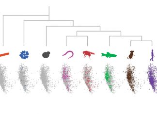 MIT Biologists Develop a New Computational Approach to Gain Insights into Repetitive Protein Sequences New Computational Approach Provides Insights into Low Complexity Regions