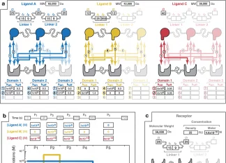 MVsim – A Toolset for Simulating Complex Molecular Interactions Could Improve Cancer and COVID-19 Treatments MVsim - A Toolset for Simulating Complex Molecular Interactions