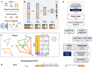 Mathematical Modeling Bridges Chromatin Architecture with Potential in Genome Medicine Pore-C experimental and data workflow to identify chromatin network