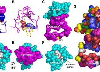Vanderbilt University Researchers Suggest a New Mechanism for the Lipid Transporter protein involved in the production of high density lipoprotein (HDL) works differently than previously believed