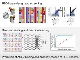 Deep Mutational Learning for ACE2 Mutations Prediction
