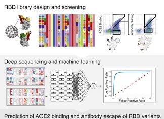 Deep Mutational Learning Determines the Impact of SARS-CoV-2 Receptor Binding Domain Mutations on Binding and Antibody Escape Deep Mutational Learning for ACE2 Mutations Prediction