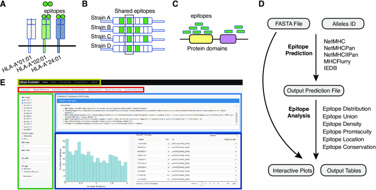 Epitope-Evaluator is a web application developed in the Shiny/R framework for analyzing predicted T-cell epitopes