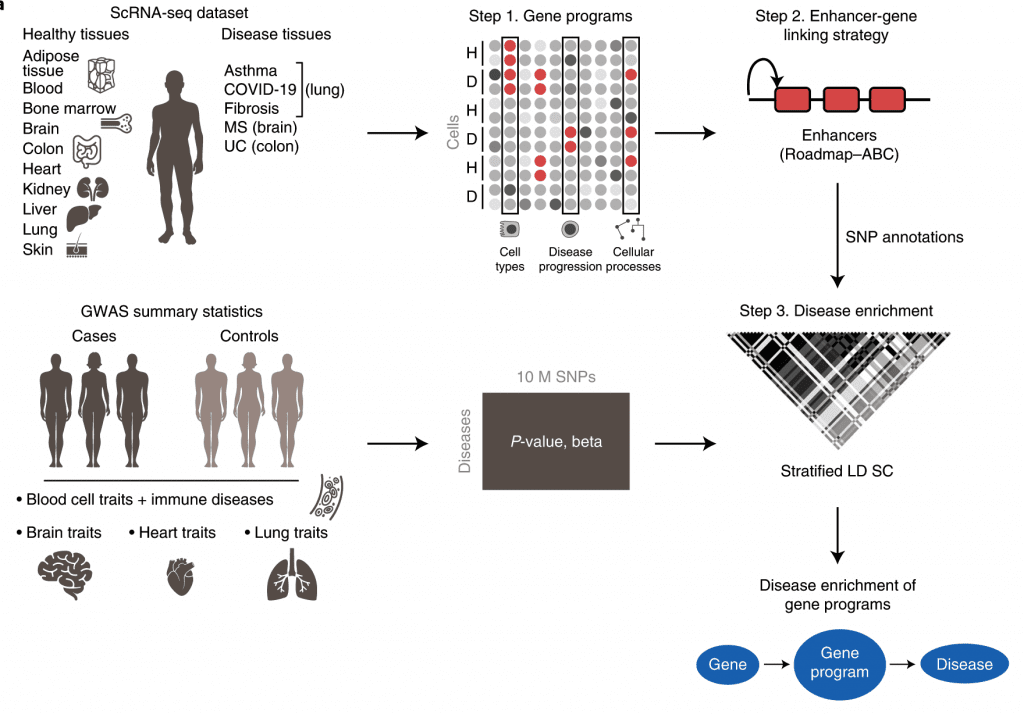 sc-linker is an integrated framework to relate human diseases to cell processes using GWAS results and scRNAseq data.