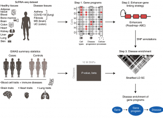 Single-cell RNA Sequencing and GWAS Data Integration Discover New Disease Cell Types and Pathways sc-linker is an integrated framework to relate human diseases to cell processes using GWAS results and scRNAseq data.