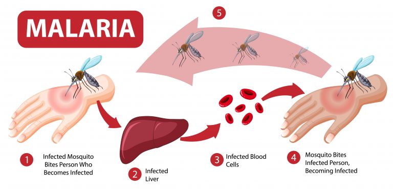 Stages of malaria