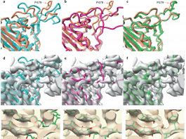 AlphaFold and experimental density maps to rebuild protein models improves structure prediction accuracy.