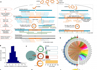 A New Study Reveals the Landscape and Evolution of Nuclear-Mitochondrial Segments Nuclear-mitochondrial segments (NUMT)
