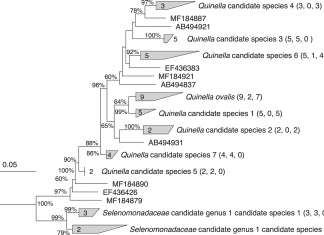Genomic Insights into the Physiology of an Iconic Unculturable Rumen Bacterium ‘Quinella’ Phylogenetic-tree-of-the-genus-Quinella-and-relatives