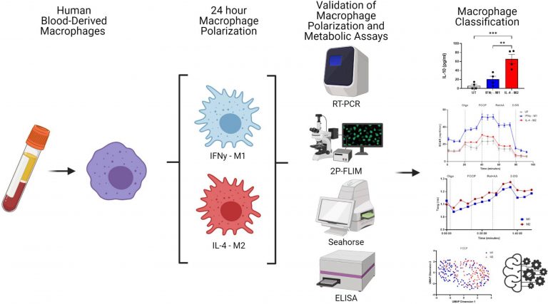 A Novel Machine Learning Method for Classifying Macrophages