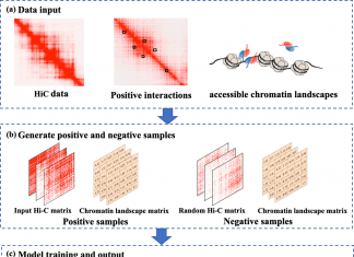 Predicting Genome-Wide Chromatin Loop using Deep Learning Model ‘DLoopCaller’ The workflow of DLoopCaller.