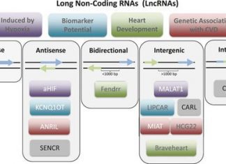Researchers Identified Deep Learning Tools as the Top Performers for Predicting Long Non-coding RNA Long non-coding RNAs (lncRNAs) in the cardiovascular system