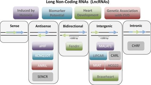 Long noncoding RNAs (lncRNAs) in the cardiovascular system
