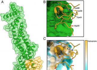Researchers Find Clues to Protecting Crops from Blast Disease by Gaining Insights into Plant Host-Pathogen Interaction Protecting Crops from Rice Blast Disease