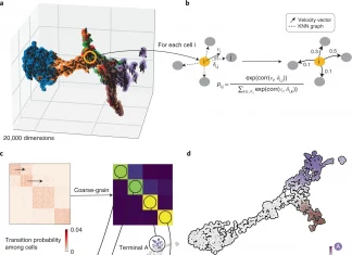 CellRank: A Tool for Directed Single-Cell Fate Mapping CellRank: a tool for directed single-cell fate mapping
