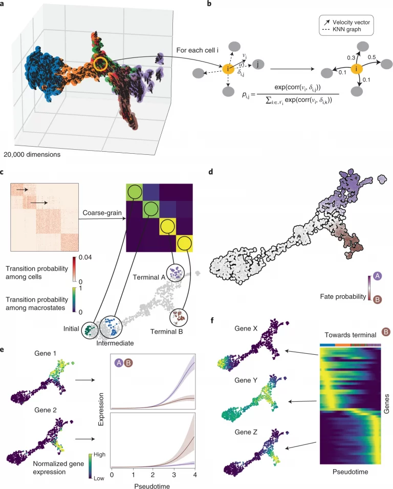 CellRank: a tool for directed single-cell fate mapping