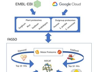 FASSO: An AlphaFold-based Method Combines Sequence and Structure Orthology to Assign Functional Annotations to Proteins FASSO: An AlphaFold Based Method Combines Sequence and Structure Orthology to Assign Functional Annotations to Proteins