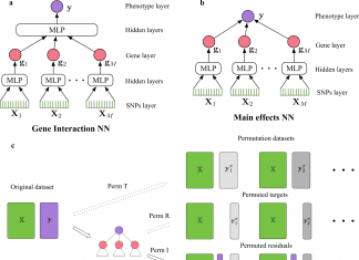 A Novel Deep Learning Framework Identifies Gene-Gene Interactions for a Given Phenotype Deep Learning Framework Identifies Gene Gene Interactions