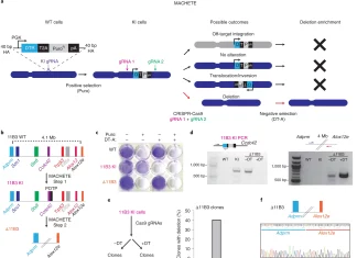 A Novel CRISPR-based Technique ‘MACHETE’ Investigates Copy Number Alterations in Cancer Genome CRISPR-CAS9-based technique investigates copy number alterations in cancer genomes