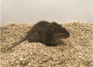 Scientists Unveil High-Resolution Reference Genome of Nile Rat – A Promising Animal Model for Diabetes Research The first high-quality reference genome of the Nile rat, a promising model organism for diabetes.