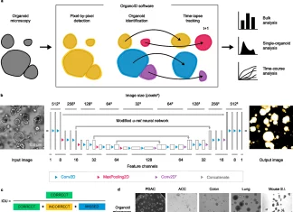 Researchers Introduce a Deep Learning Platform ‘OrganoID’ to Track Single-organoid Dynamics for Drug Exploration A deep learning platform OrganoID: analyzes and interprets the organoid models