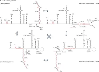 Researchers Elucidated the Dynamic RNA Structurome and its Potential in Targeted Therapeutics RNA-Structurome