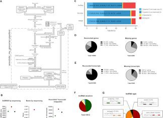 Annotate_My_Genomes: A Simple Pipeline for Improved Genome Annotation and Neglected Gene Discovery Through Hybrid RNA Sequencing Annotate_my_genomes: A Simple Pipeline for Improved Genome Annotation and Neglected Gene Discovery through Hybrid RNA Sequencing