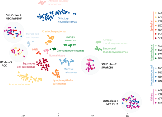 A New Machine Learning Algorithm Classifies Sinonasal Tumors Based on DNA Methylation DNA methylation classes of sinonasal tumors