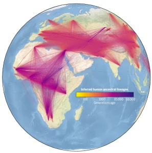 Visualizing inferred human ancestral lineages over time and space.
