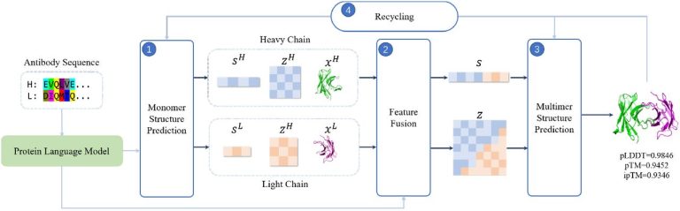 tFold-Ab predicts the structure of antibodies and nanobodies