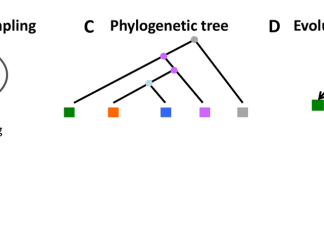 Scientists Employed Phylogenetic Approach to Understand the Pattern of Mutation Occurance During Cancer Evolution Phylogenetic Approach to Understand the Pattern of Mutation Occurance During Cancer Evolution