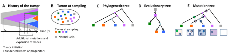 Phylogenetic Approach to Understand the Pattern of Mutation Occurance During Cancer Evolution