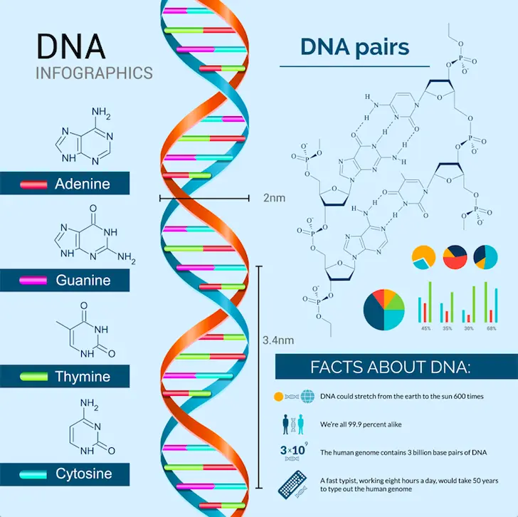 What is DNA