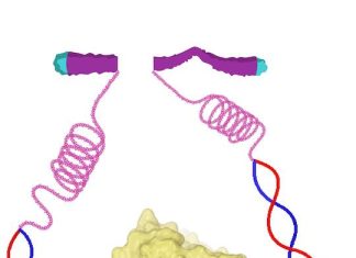 Scientists Discover How DNA Repair Enzyme ‘DNA polymerase θ’ Could Revolutionize Cancer Therapy The structure of DNA polymerase theta