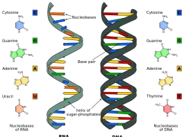 What is RNA? What is RNA? Difference DNA and RNA