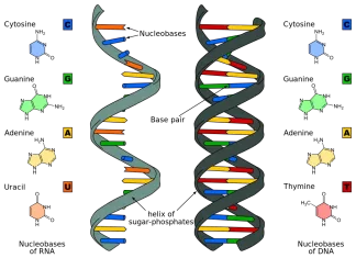 What is RNA? What is RNA? Difference DNA and RNA
