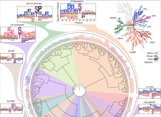 Discovering the Secrets of the Human Kinome: An Atlas of Substrate Specificities for Serine/Threonine Kinases Phosphorylation-site motif tree of the human Ser/Thr kinome